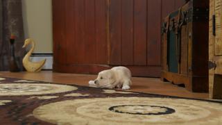 Graceful Giants: Pint Sized