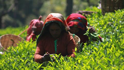 Decorations on Mardi Gras Floats; Rock Candy