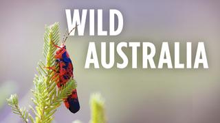 Wild Australia
