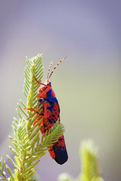 Wild Australia