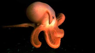 Volcanoes of the Deep Volcanoes of the Deep