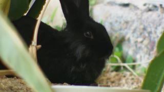 Run Rabbit Run