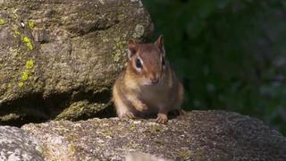 Unexpected Dream Home