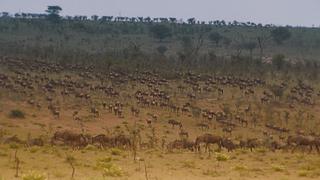 Animal Exploration Animal Exploration