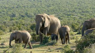 Elephant Story Elephant Story