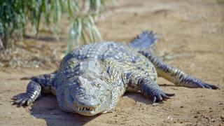Crocs and Hippos of Ndumo Crocs and Hippos of Ndumo