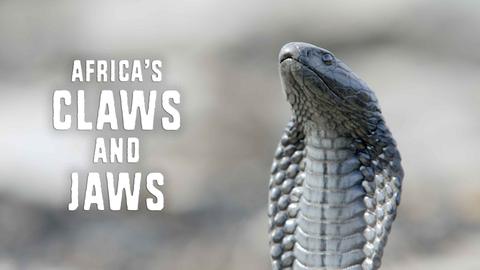 Africa's Claws & Jaws