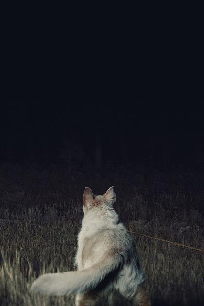 It Comes at Night