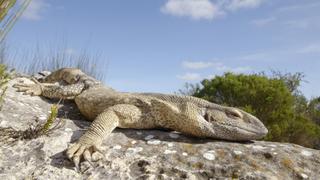 Remarkable Reptiles Remarkable Reptiles