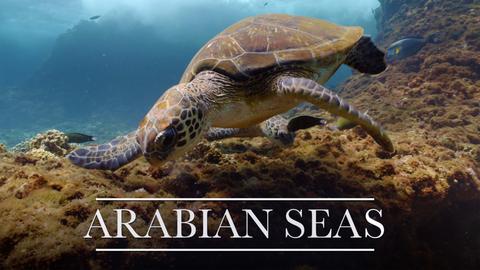 Arabian Seas