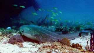 Carnivores of the Coral Garden Carnivores of the Coral Garden