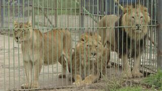 Plight of the Lions