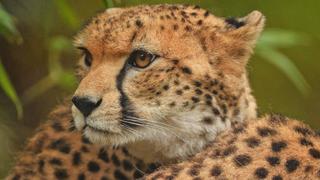 Territorial Chimps Territorial Chimps