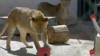 Sanctuary for Wildlife in the Middle East and the Rhino Crisis