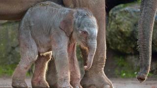 Baby Elephant
