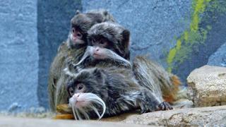 Primate Families Primate Families