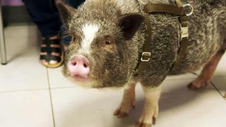 Hog Wild and Home Free Hog Wild and Home Free