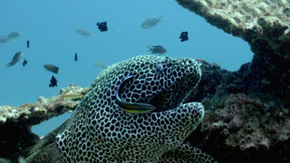 Defenders of the Reef Defenders of the Reef