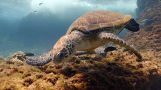 A Turtle's Legacy A Turtle's Legacy