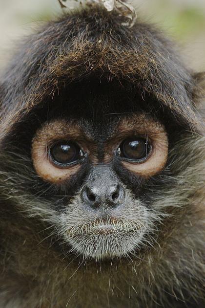 Return of the Spider Monkeys