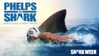 Phelps vs Shark: Great Gold vs Great White