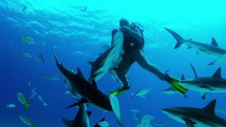 Diving With Sharks: The Ultimate Guide
