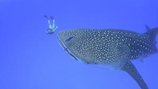 Ultimate Freedive: The Great Barrier Reef