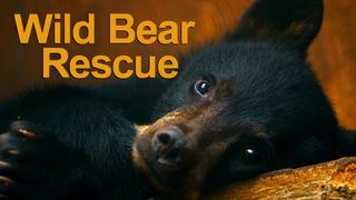  watch Wild Bear Rescue
