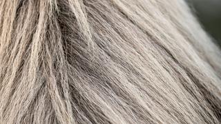 The Tesla; Horse-Hair Fabrics; Pool Cleaners The Tesla; Horse-Hair Fabrics; Pool Cleaners