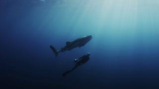 Swimming With Legends