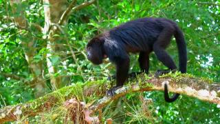 Tiny Costa Rican Casa