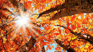 Autumn Autumn