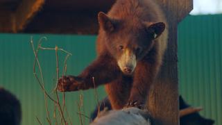 Cub Trauma Cub Trauma