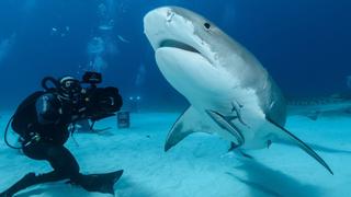 Tiger Sharks in the Bahamas & Crystal Cave of Abaco, Bahamas