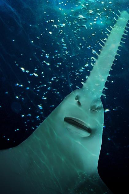 Lair of the Sawfish