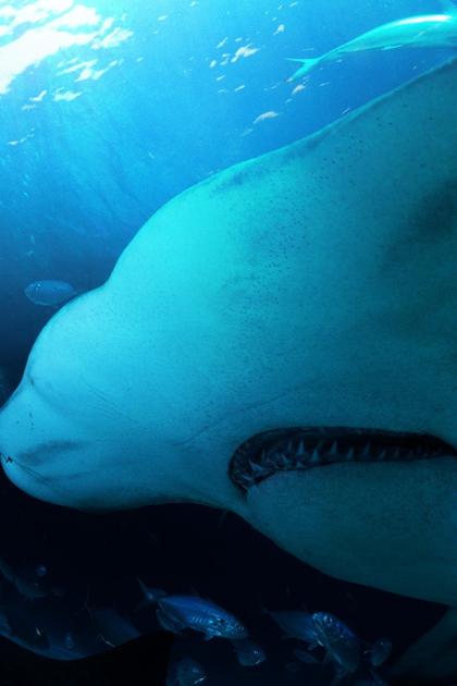 Great Hammerhead Invasion