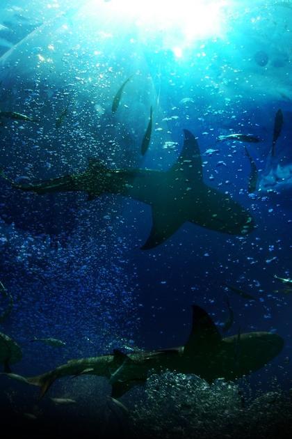 Sharkmania 2017