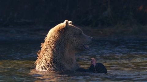 Bearly Ready