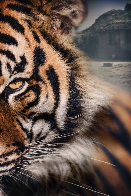 Living with Maneaters: Big Cat Battleground