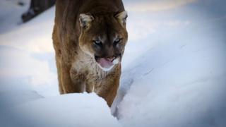 Surviving a Mountain Lion Attack