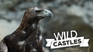 Wild Castles