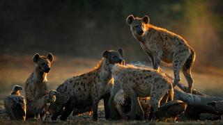 Inside the Pack