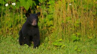 Hungry Bears Hungry Bears