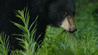 Grizzlies!