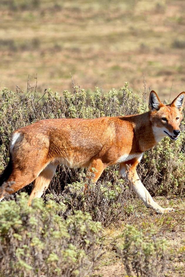 Megeti - Africa's Lost Wolf