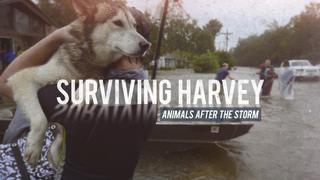 Surviving Harvey: Animals After the Storm