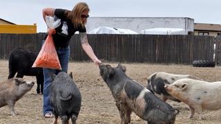 Hog Wild Hog Wild