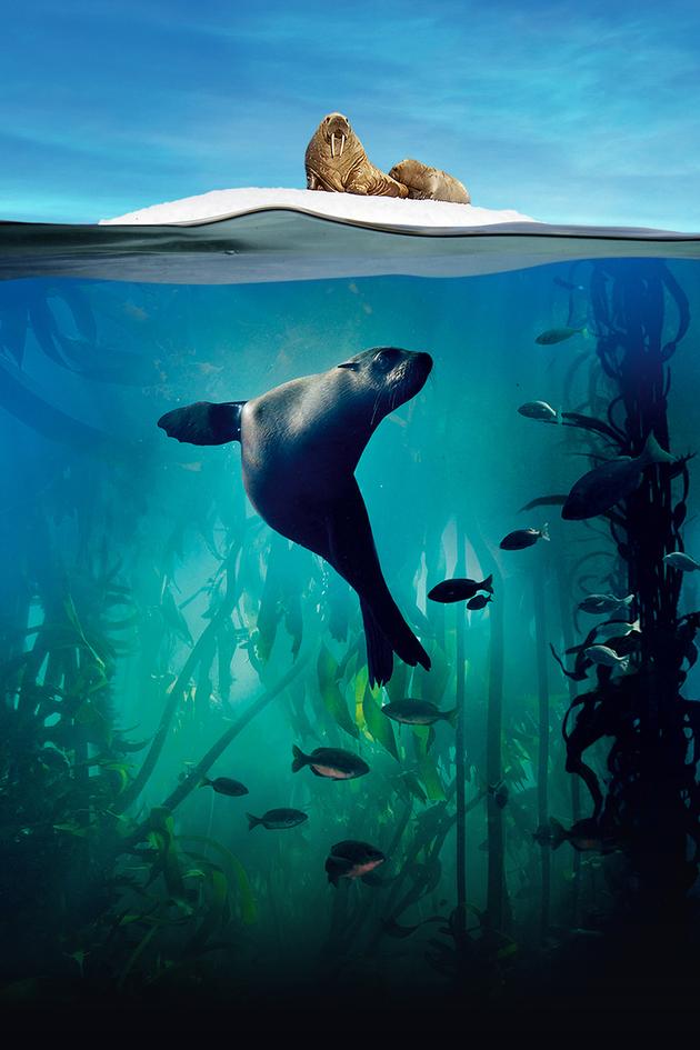 Planet Earth: Blue Planet II