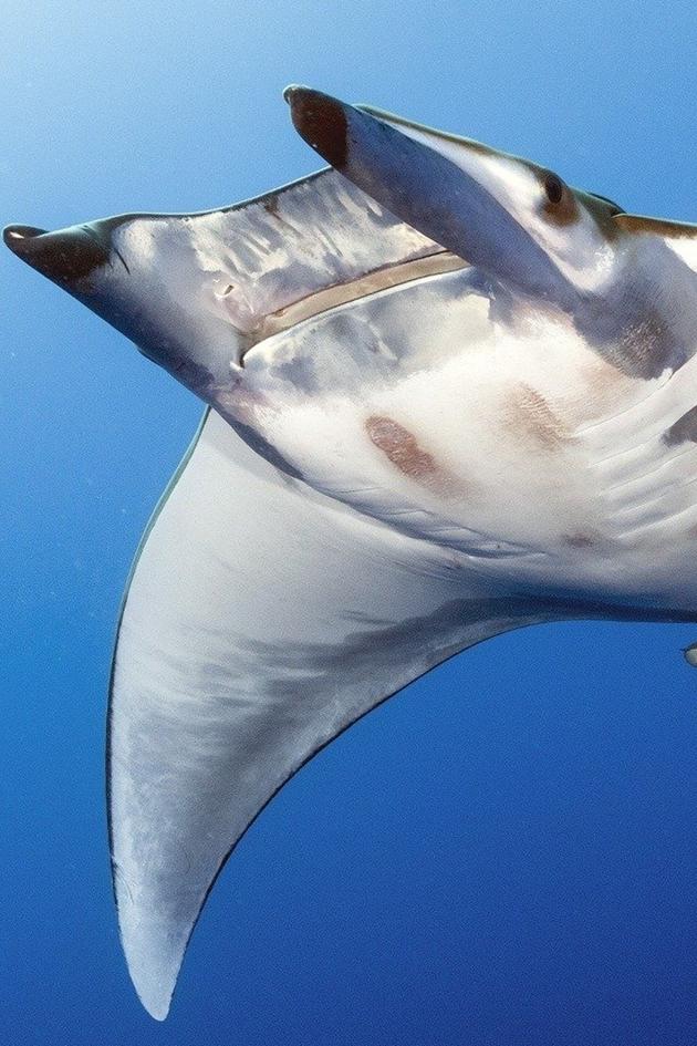 Planet Earth: Blue Planet II