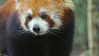 Cambodia: Hidden Refuges Cambodia: Hidden Refuges